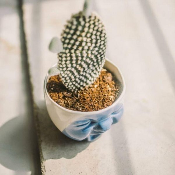 Drinkware | Yawning Face Porcelain Cactus Planter Drinkware Drinkware