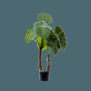 Flora & Plants | Alocasia Elephant Ear Plant Decor Flora & Plants