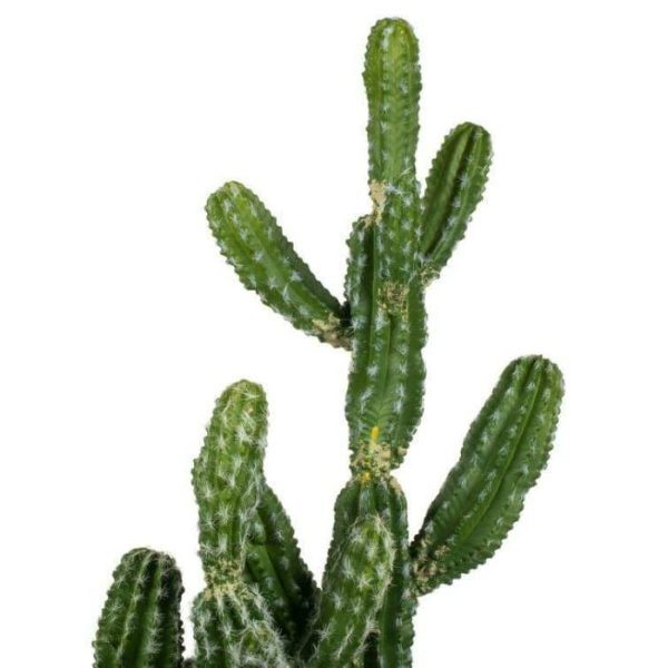 Flora & Plants | Artificial Cactus Plant In Pot Decor Flora & Plants