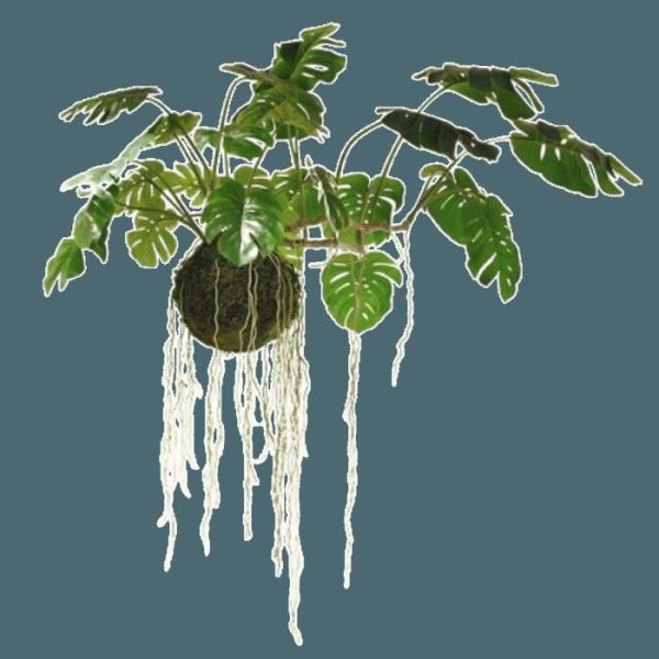 Flora & Plants | Large Hanging Monstera Plant With Moss Ball Decor Flora & Plants