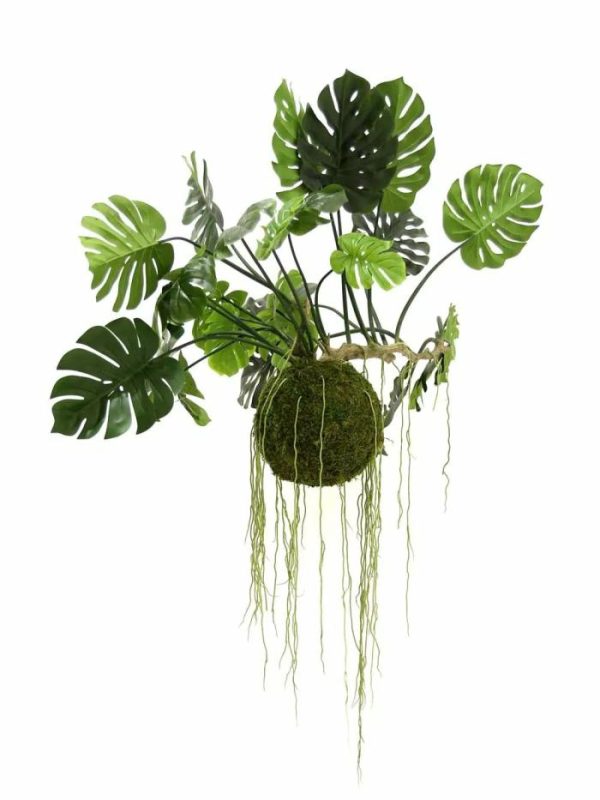 Flora & Plants | Large Hanging Monstera Plant With Moss Ball Decor Flora & Plants