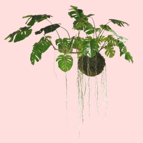 Flora & Plants | Large Hanging Monstera Plant With Moss Ball Decor Flora & Plants