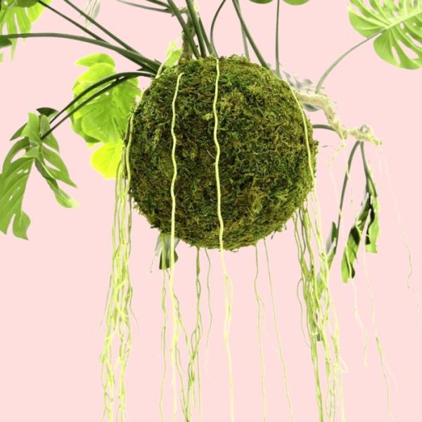 Flora & Plants | Large Hanging Monstera Plant With Moss Ball Decor Flora & Plants