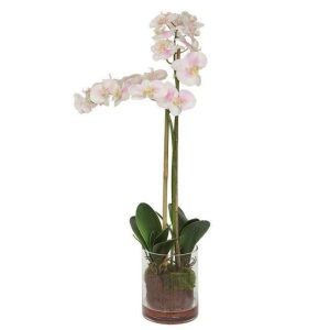 Flora & Plants | Orchid Floral Arrangement In Glass Vase Decor Flora & Plants