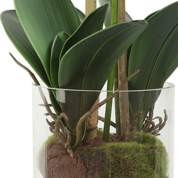 Flora & Plants | Orchid Floral Arrangement In Glass Vase Decor Flora & Plants