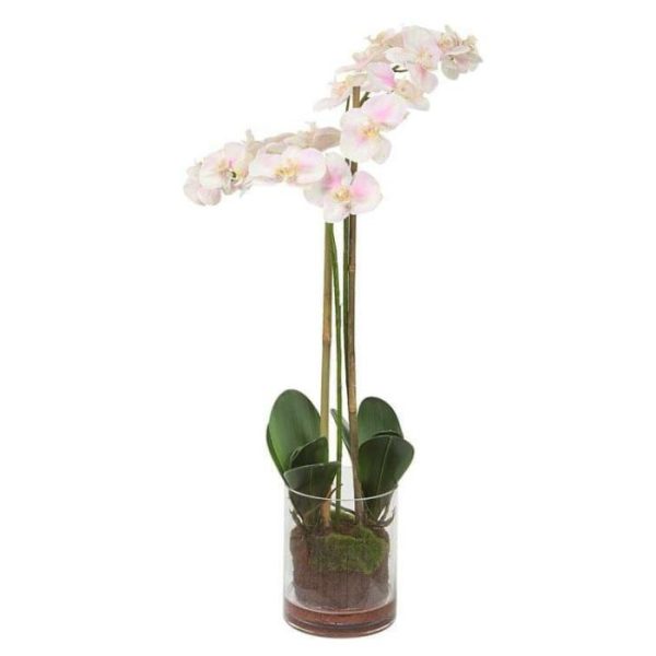 Flora & Plants | Orchid Floral Arrangement In Glass Vase Decor Flora & Plants