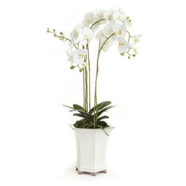 Flora & Plants | Phalaenopsis Floral Arrangement In Ceramic Pot Decor Flora & Plants