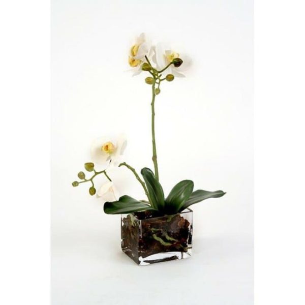 Flora & Plants | Silk Orchids Floral Arrangement In Glass Cube Decor Flora & Plants