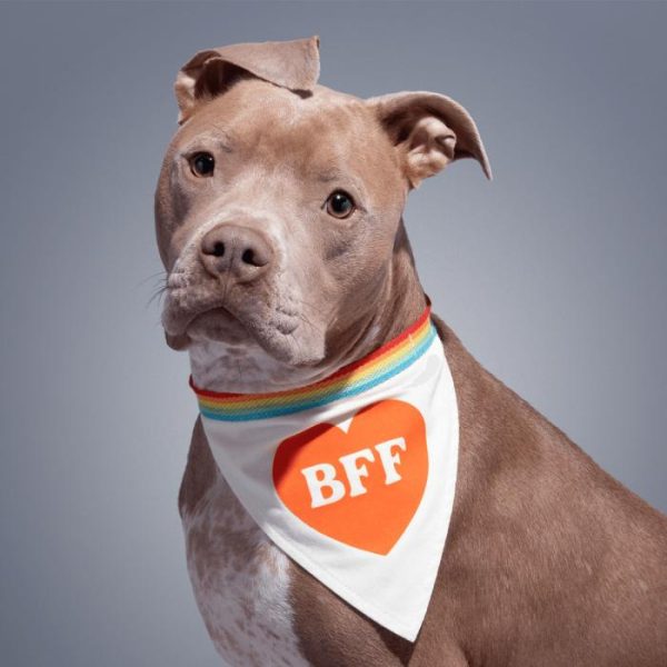 Lifestyle | Bff Dog Bandana Home Decoration Lifestyle