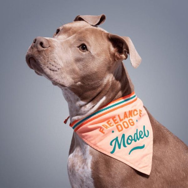 Lifestyle | Freelance Dog Model Dog Bandana Home Decoration Lifestyle