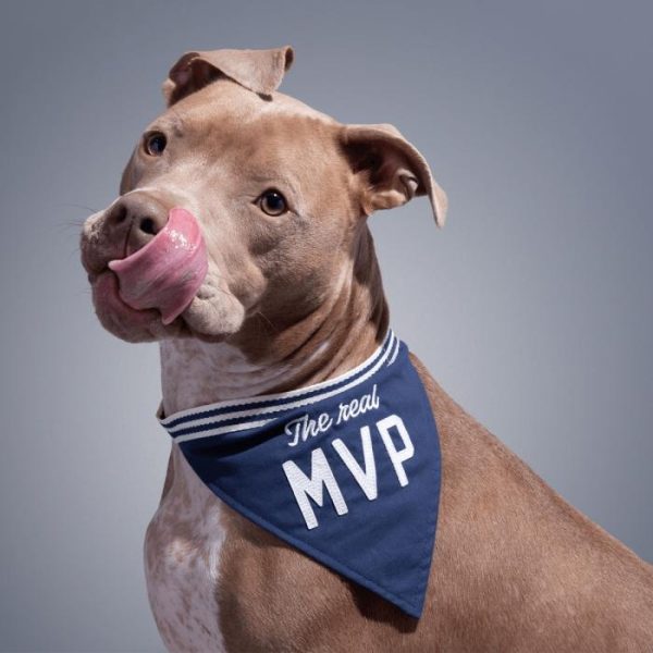 Lifestyle | The Real Mvp Dog Bandana Home Decoration Lifestyle