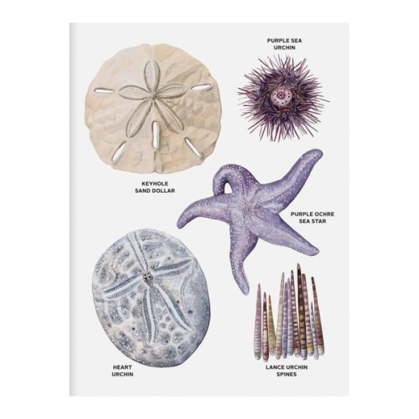 Stationery | The Beachcomber’s Companion Greeting Assortment Notecards Home Decoration Stationery