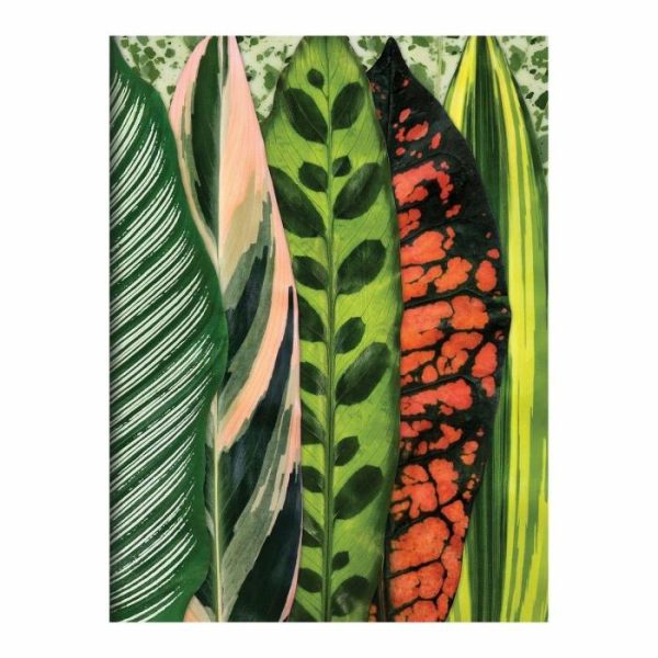 Stationery | Troy Litten Houseplant Jungle Greeting Assortment Notecards Home Decoration Stationery