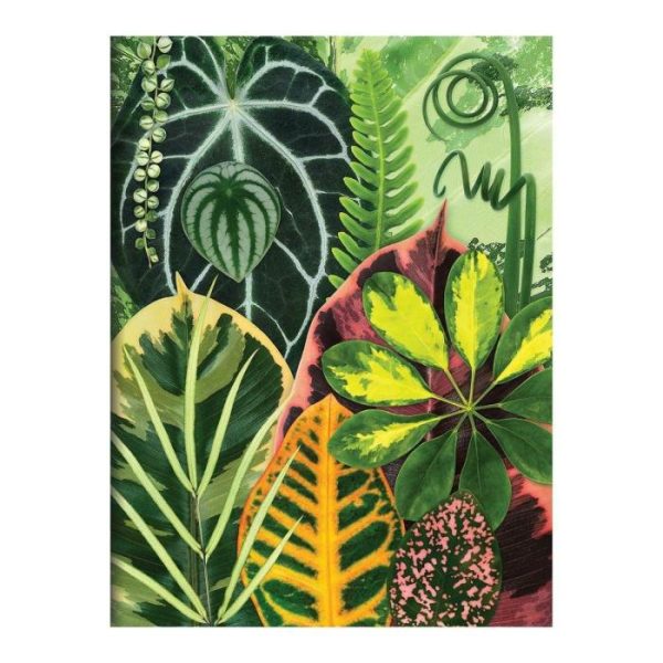 Stationery | Troy Litten Houseplant Jungle Greeting Assortment Notecards Home Decoration Stationery