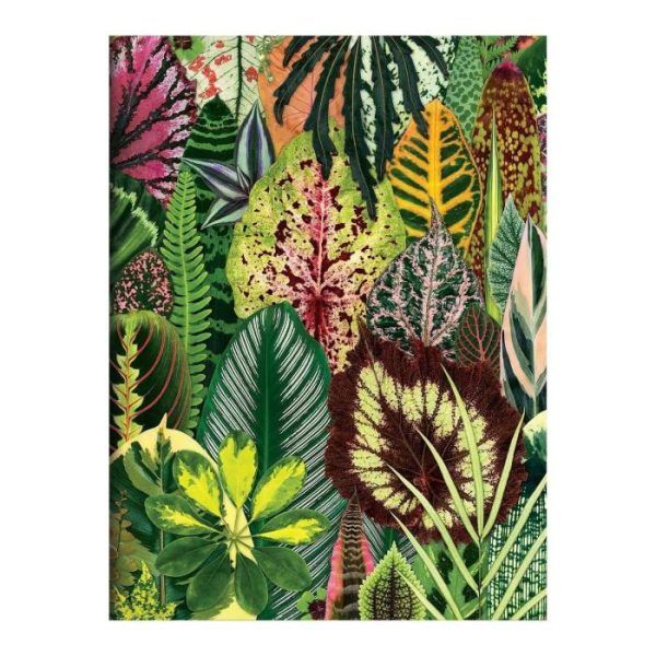 Stationery | Troy Litten Houseplant Jungle Greeting Assortment Notecards Home Decoration Stationery