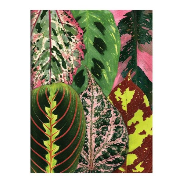 Stationery | Troy Litten Houseplant Jungle Greeting Assortment Notecards Home Decoration Stationery