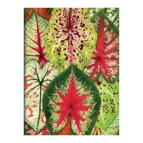 Stationery | Troy Litten Houseplant Jungle Greeting Assortment Notecards Home Decoration Stationery