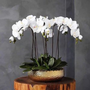 Vases & Jars | 6 Stems White Phalaenopsis Arrangement In Golden Pot Decor Flora & Plants