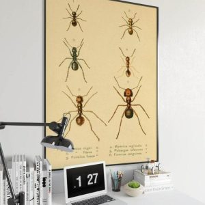 Vintage Wall Art | Ants Poster Print, Vintage Science Print, 16×24 inches Vintage Wall Art Vintage Wall Art