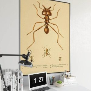 Vintage Wall Art | Ants Poster Print, Vintage Science Print, 16×24 inches Vintage Wall Art Vintage Wall Art