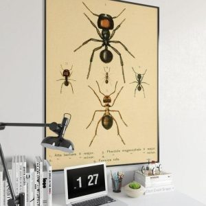 Vintage Wall Art | Ants Poster Print, Vintage Science Print, 16×24 inches Vintage Wall Art Vintage Wall Art