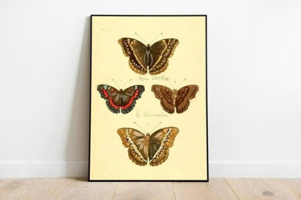 Vintage Wall Art | Butterfly Poster Print, Vintage Science Print, 12×20 inches Vintage Wall Art Vintage Wall Art