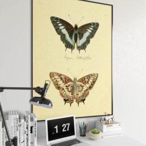 Vintage Wall Art | Butterfly Poster Print, Vintage Science Print, 16×28 inches Vintage Wall Art Vintage Wall Art