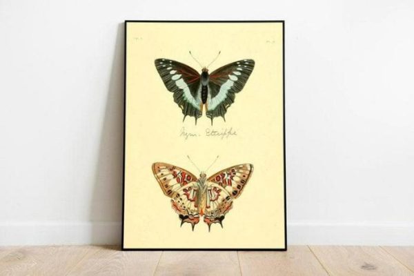 Vintage Wall Art | Butterfly Poster Print, Vintage Science Print, 16×28 inches Vintage Wall Art Vintage Wall Art