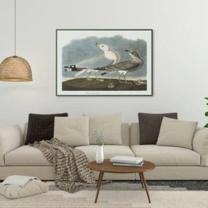 Vintage Wall Art | Vintage Bird Art Prints, Bird Poster, 12×16 inches Vintage Wall Art Vintage Wall Art