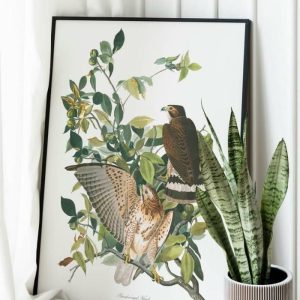 Vintage Wall Art | Vintage Bird Art Prints, Bird Poster, 12×16 inches Vintage Wall Art Vintage Wall Art