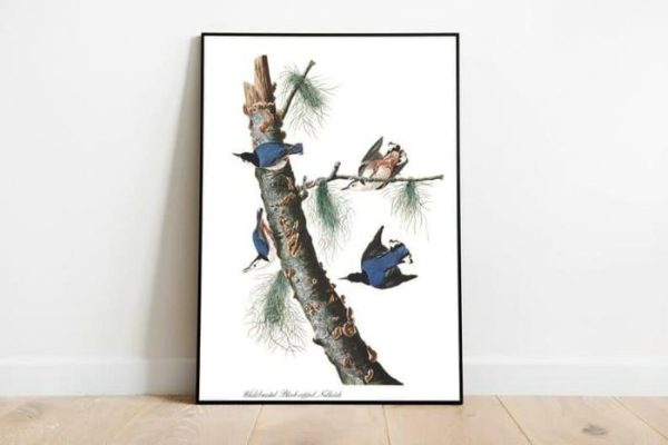 Vintage Wall Art | Vintage Bird Art Prints, Bird Poster, 12×16 inches Vintage Wall Art Vintage Wall Art