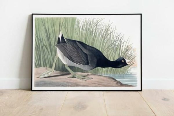 Vintage Wall Art | Vintage Bird Art Prints, Bird Poster, 12×16 inches Vintage Wall Art Vintage Wall Art