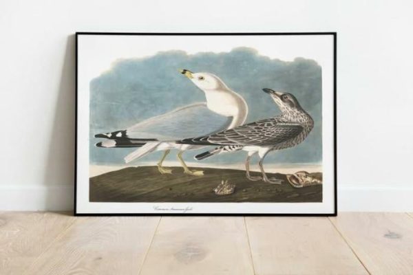 Vintage Wall Art | Vintage Bird Art Prints, Bird Poster, 12×16 inches Vintage Wall Art Vintage Wall Art