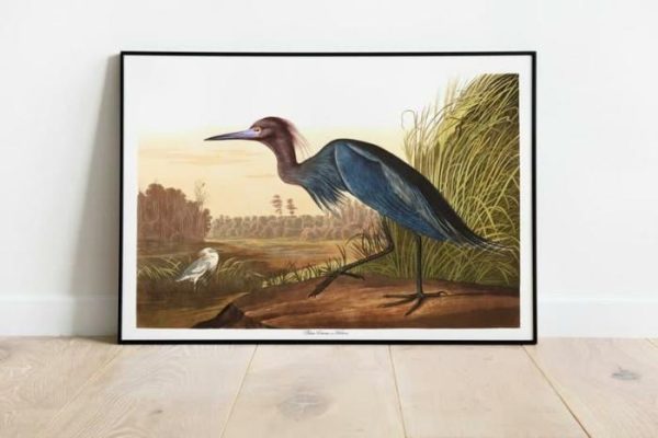 Vintage Wall Art | Vintage Bird Art Prints, Bird Poster, 12×16 inches Vintage Wall Art Vintage Wall Art