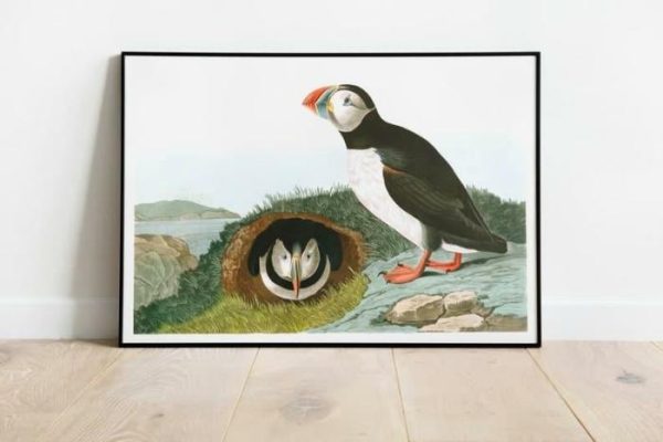 Vintage Wall Art | Vintage Bird Art Prints, Bird Poster, 12×16 inches Vintage Wall Art Vintage Wall Art