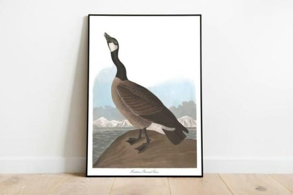 Vintage Wall Art | Vintage Bird Art Prints, Bird Poster, 12×16 inches Vintage Wall Art Vintage Wall Art