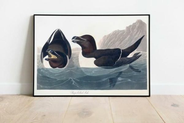 Vintage Wall Art | Vintage Bird Art Prints, Bird Poster, 12×16 inches Vintage Wall Art Vintage Wall Art