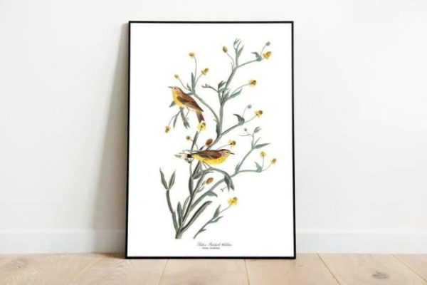 Vintage Wall Art | Vintage Bird Art Prints, Bird Poster, 12×16 inches Vintage Wall Art Vintage Wall Art