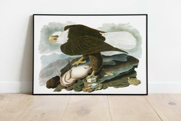 Vintage Wall Art | Vintage Bird Art Prints, Bird Poster, 12×16 inches Vintage Wall Art Vintage Wall Art