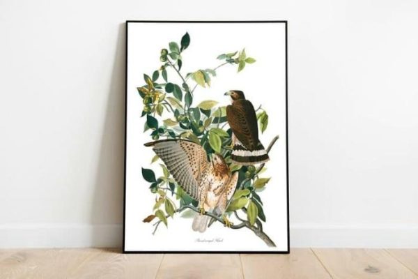 Vintage Wall Art | Vintage Bird Art Prints, Bird Poster, 12×16 inches Vintage Wall Art Vintage Wall Art