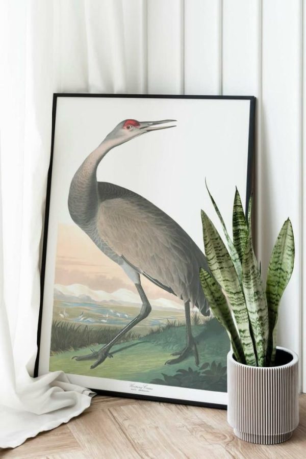 Vintage Wall Art | Vintage Bird Art Prints, Bird Poster, 16×22 inches Vintage Wall Art Vintage Wall Art