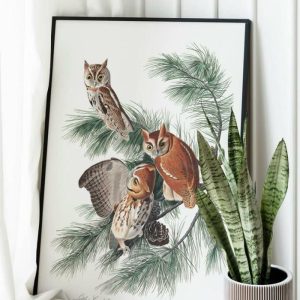 Vintage Wall Art | Vintage Bird Art Prints, Bird Poster, 16×22 inches Vintage Wall Art Vintage Wall Art