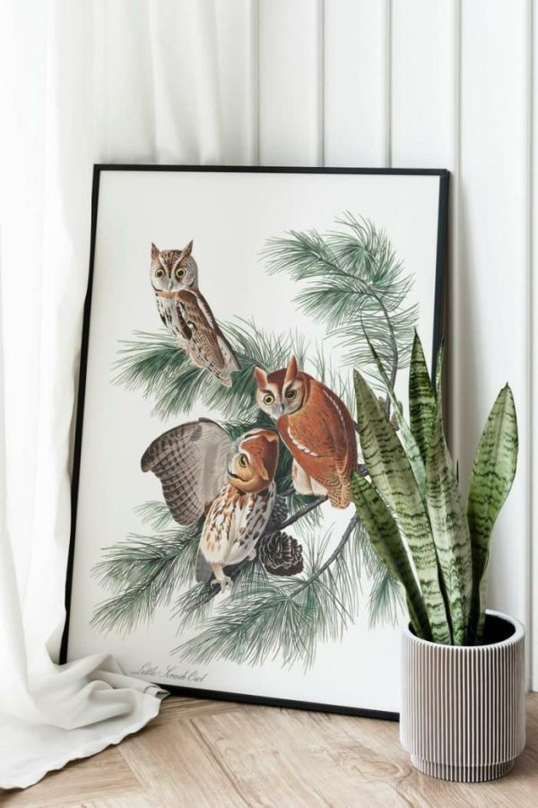 Vintage Wall Art | Vintage Bird Art Prints, Bird Poster, 16×22 inches Vintage Wall Art Vintage Wall Art