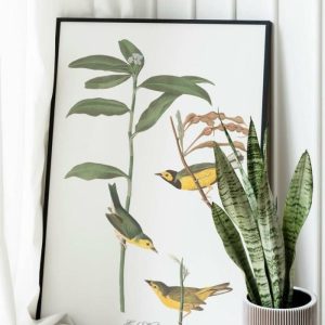 Vintage Wall Art | Vintage Bird Art Prints, Bird Poster, 16×22 inches Vintage Wall Art Vintage Wall Art