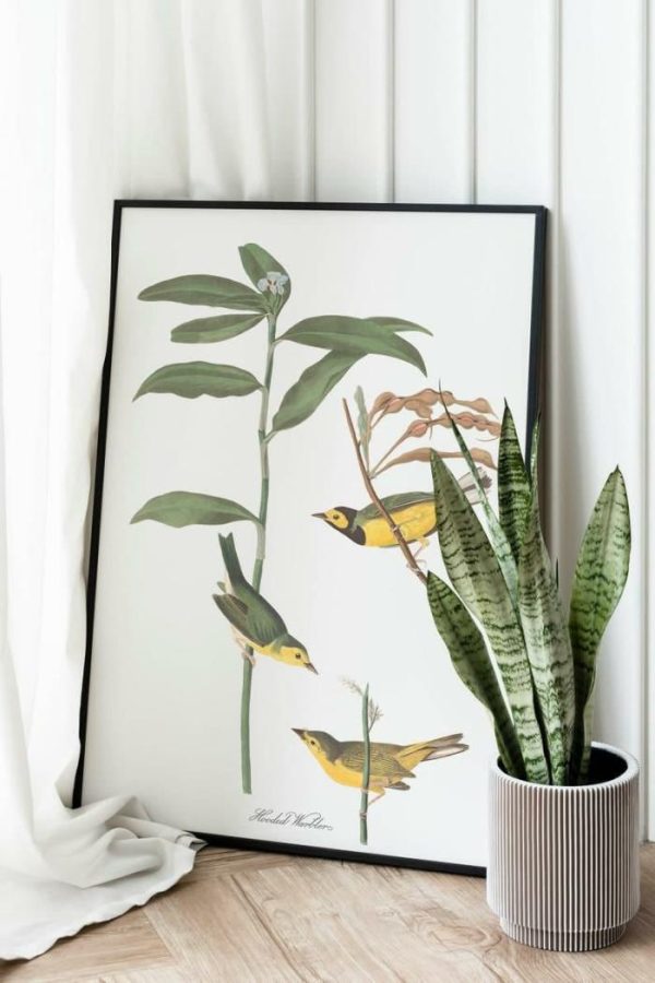 Vintage Wall Art | Vintage Bird Art Prints, Bird Poster, 16×22 inches Vintage Wall Art Vintage Wall Art