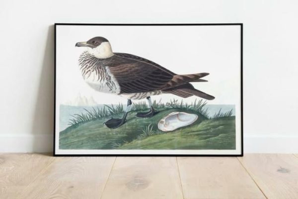 Vintage Wall Art | Vintage Bird Art Prints, Bird Poster, 16×22 inches Vintage Wall Art Vintage Wall Art