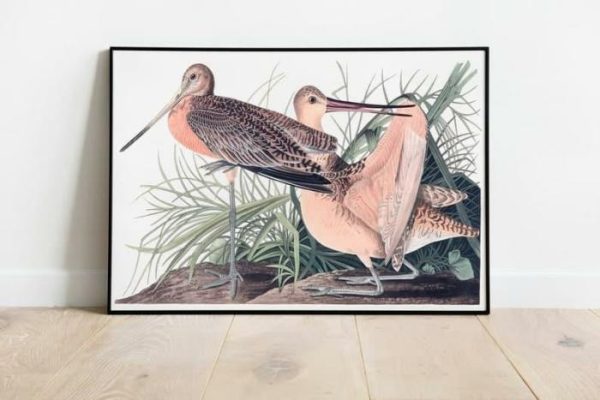 Vintage Wall Art | Vintage Bird Art Prints, Bird Poster, 16×22 inches Vintage Wall Art Vintage Wall Art