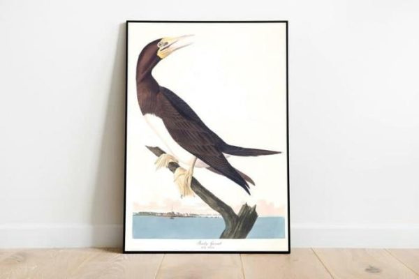 Vintage Wall Art | Vintage Bird Art Prints, Bird Poster, 16×22 inches Vintage Wall Art Vintage Wall Art