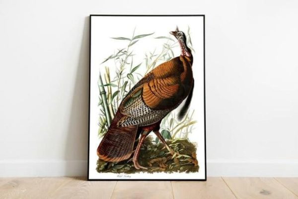 Vintage Wall Art | Vintage Bird Art Prints, Bird Poster, 16×22 inches Vintage Wall Art Vintage Wall Art