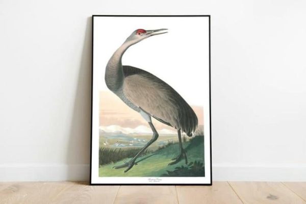 Vintage Wall Art | Vintage Bird Art Prints, Bird Poster, 16×22 inches Vintage Wall Art Vintage Wall Art